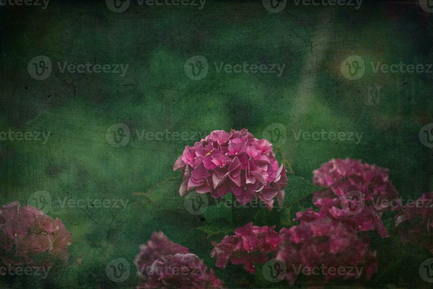 delicate summer hydrangea flowers on a green background in the garden photo
