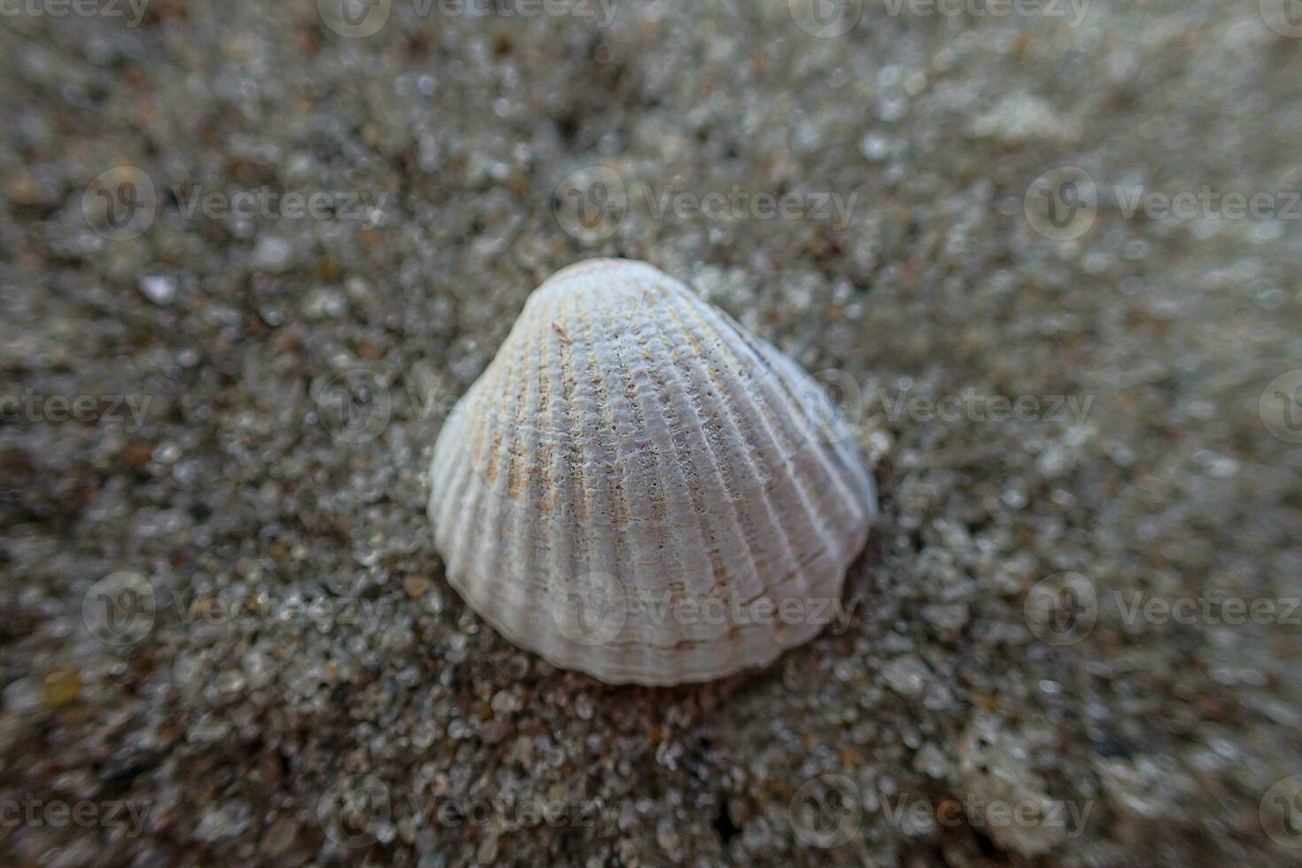 little white shell lying on the clear fine sand of the beach on a sunny warm summer day photo