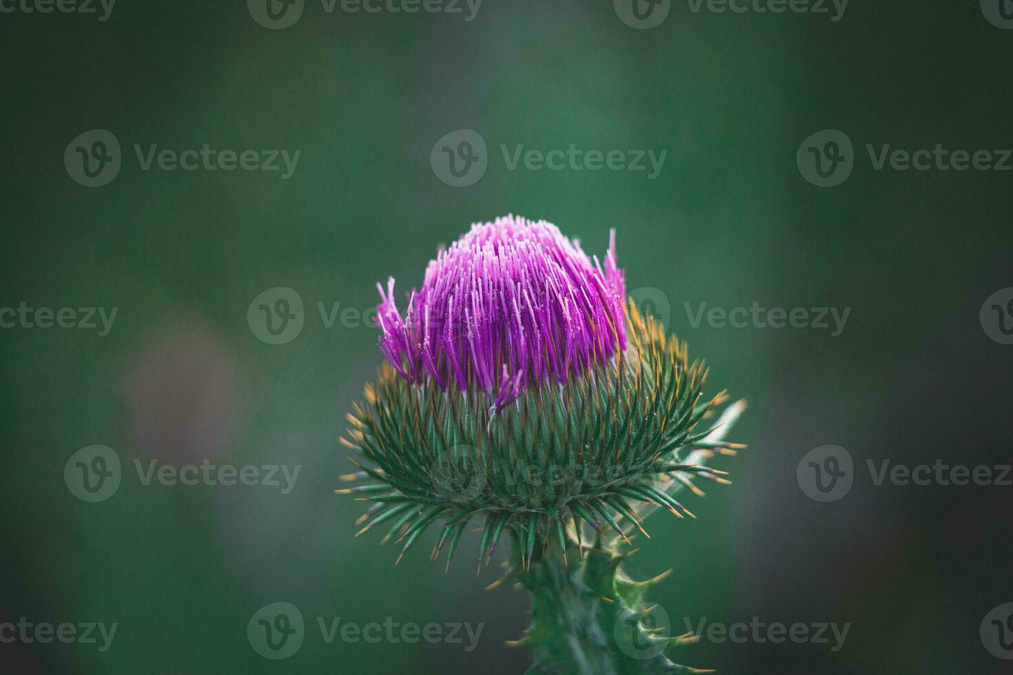 summer purple thistle flower among greenery in a wild meadow, photo