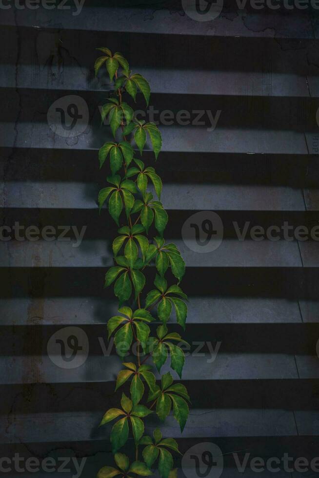 green ivy leaf on dark metal striped background photo
