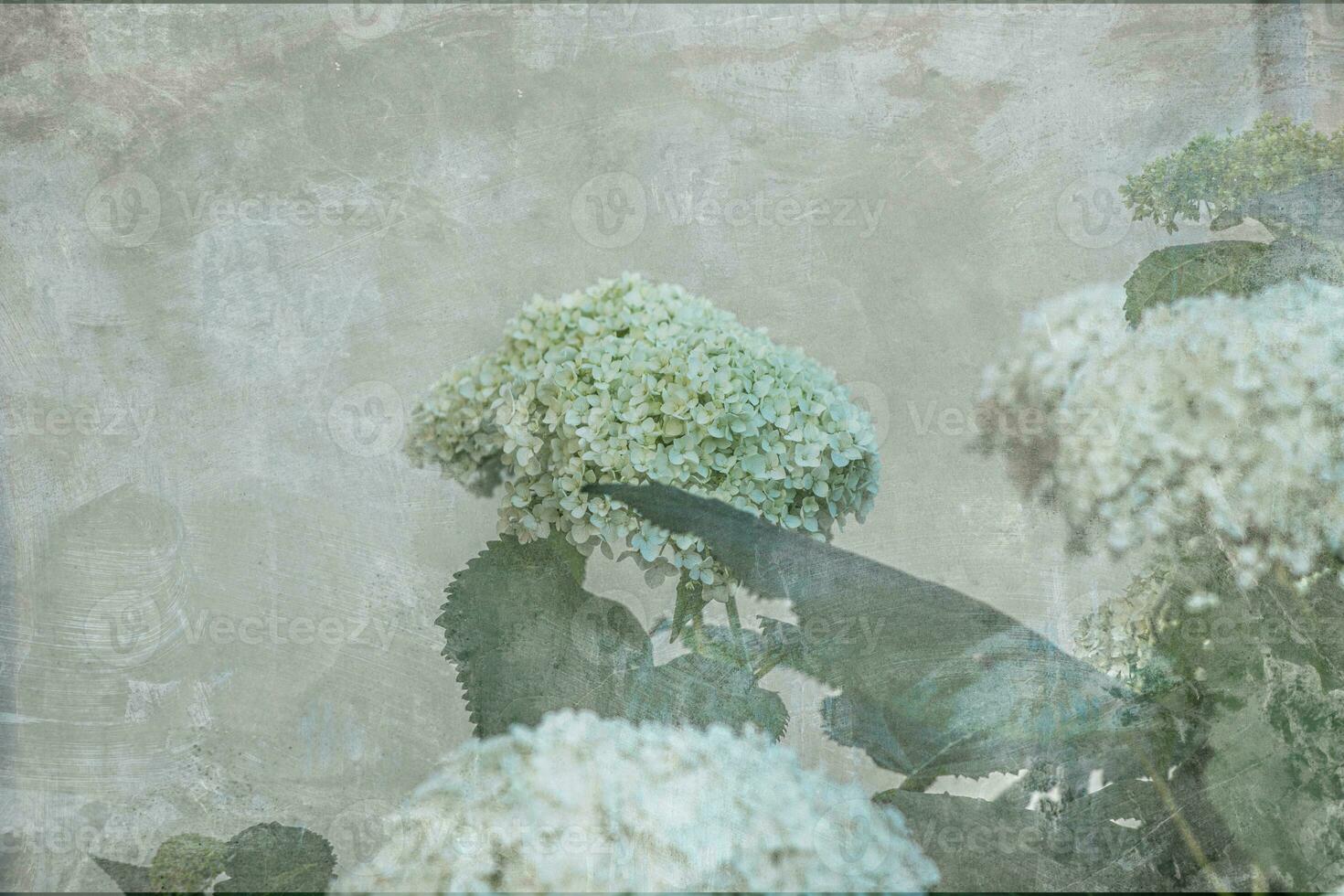 white large hydrangea in a summer garden among green leaves photo