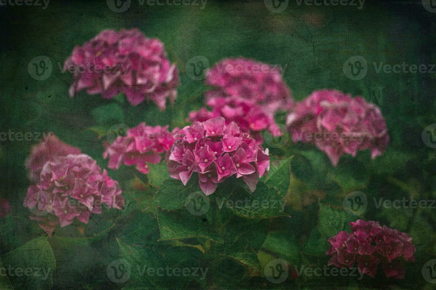 delicate summer hydrangea flowers on a green background in the garden photo