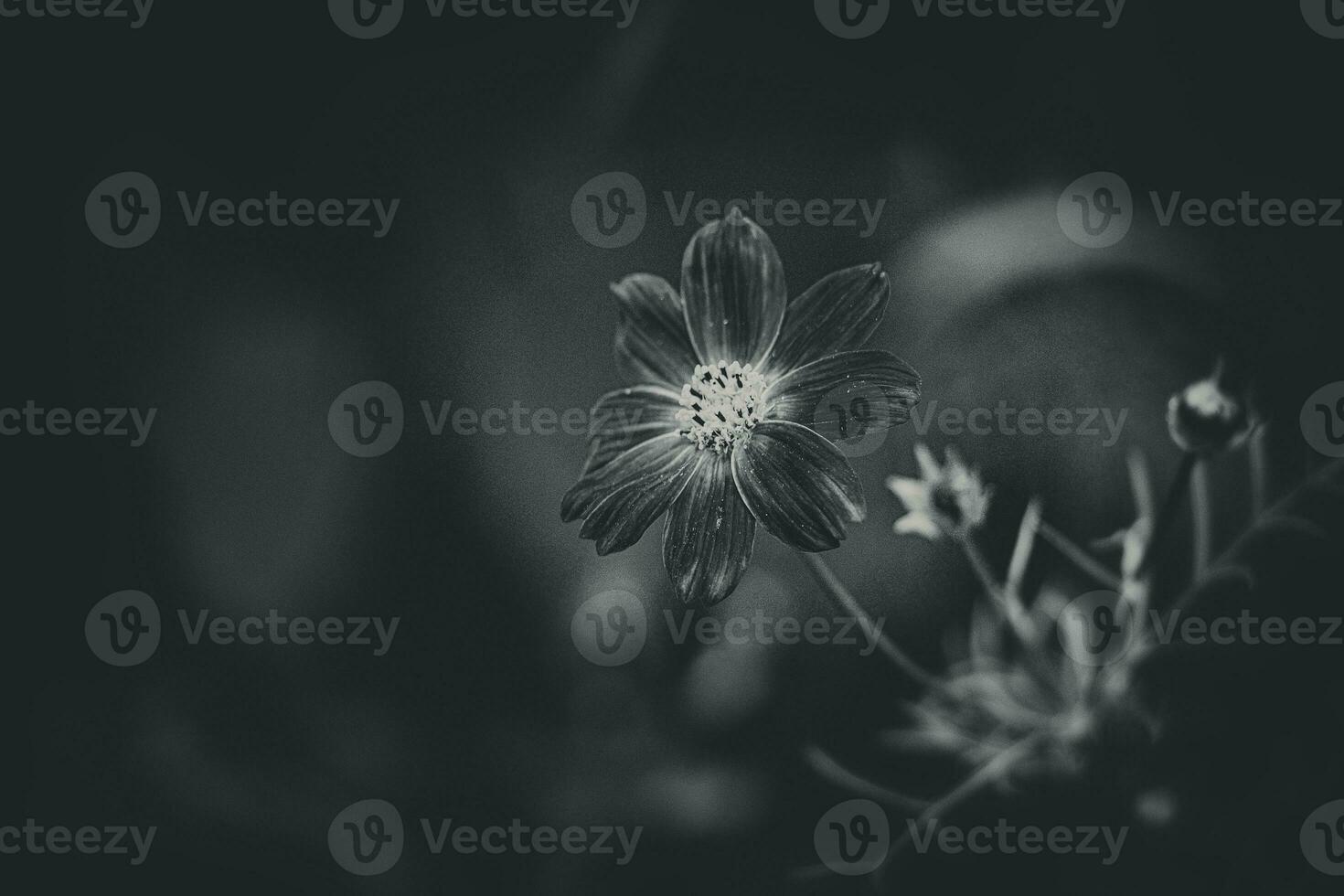 little summer flowers growing in the garden among green foliage background on a warm day photo