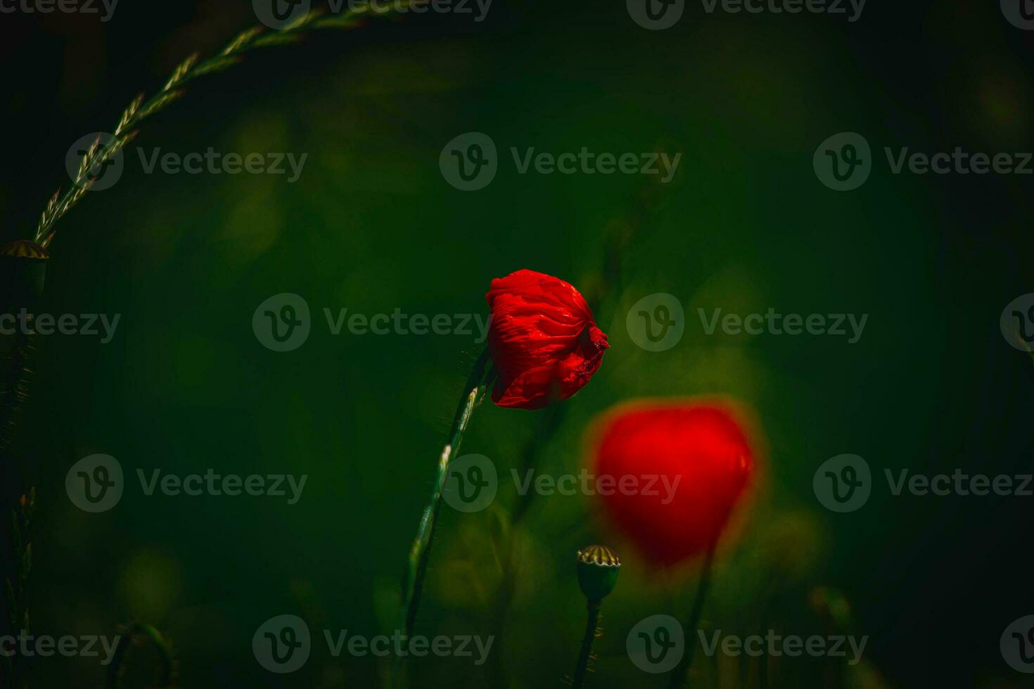 red delicate summer poppy on green meadow background photo