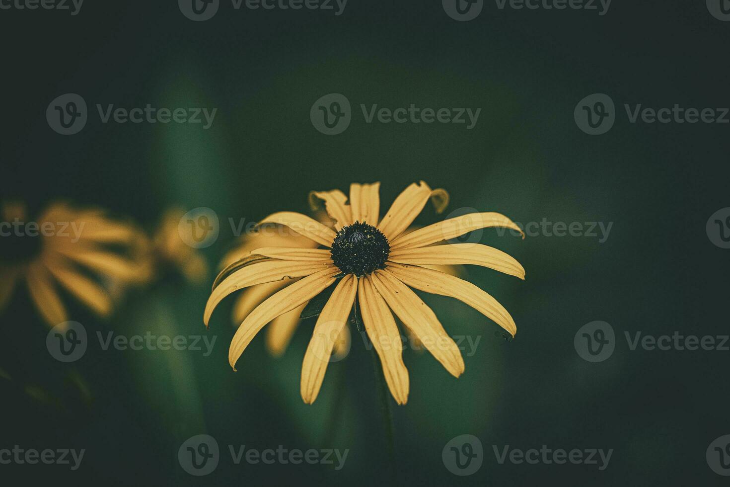 delicate interesting yellow flowers on a green background among the leaves in the garden photo