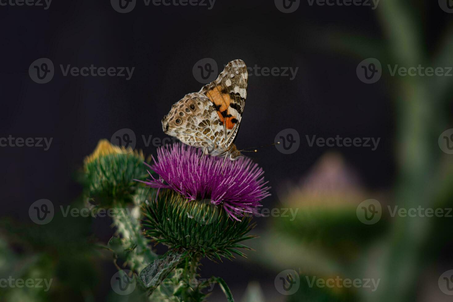 summer butterfly sitting on a blooming purple thistle flower in the late afternoon sun photo