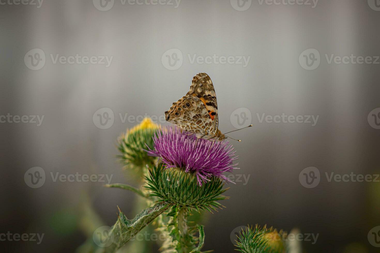 summer butterfly sitting on a blooming purple thistle flower in the late afternoon sun photo