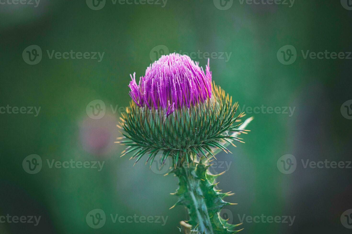 summer purple thistle flower among greenery in a wild meadow, photo