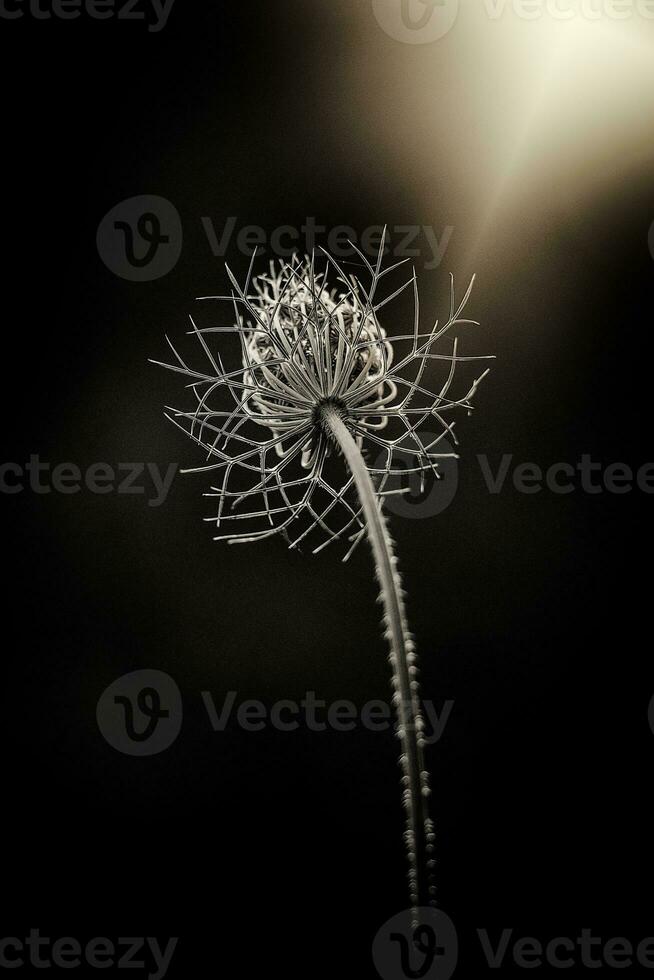 delicate wild white meadow flower lit by warm evening summer sun on a calm background photo