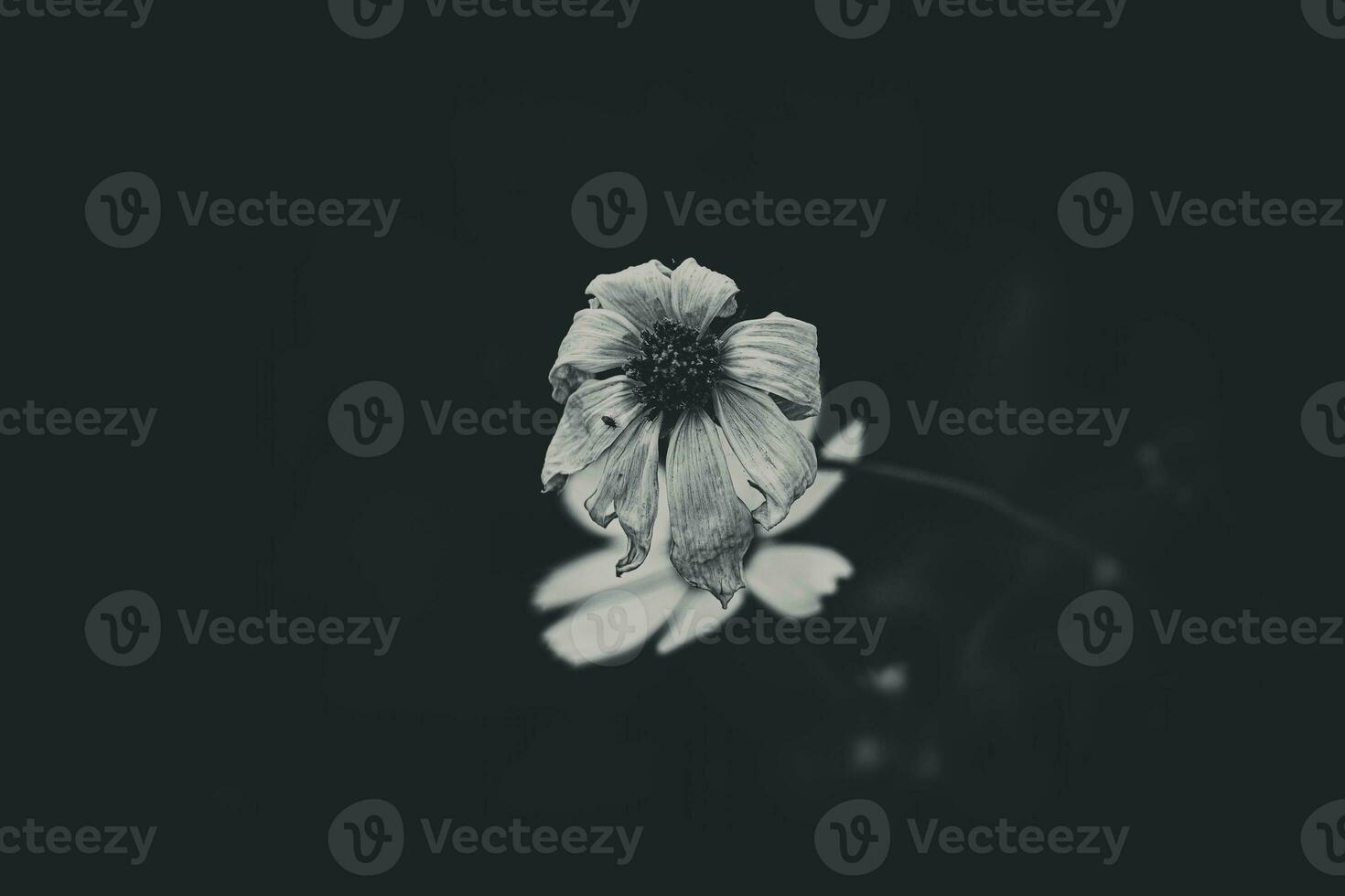 little summer flowers growing in the garden among green foliage background on a warm day photo