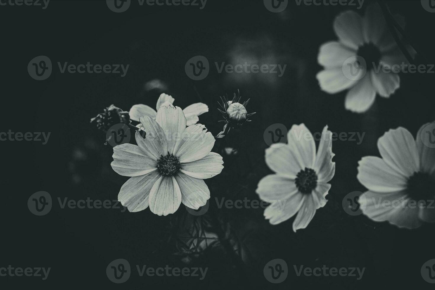 little summer flowers growing in the garden among green foliage background on a warm day photo
