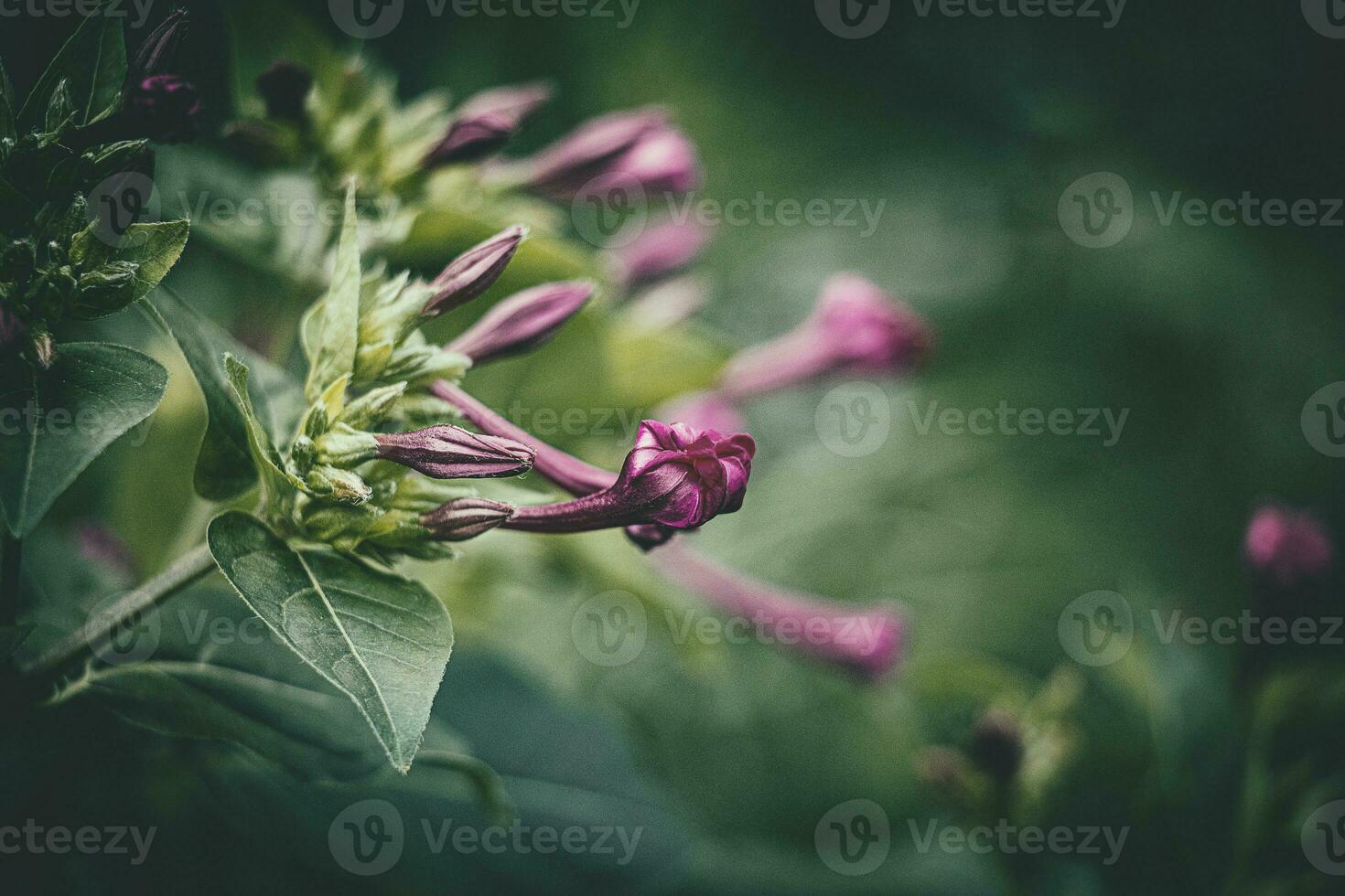 summer little purple flower in the garden among green leaves outdoors photo