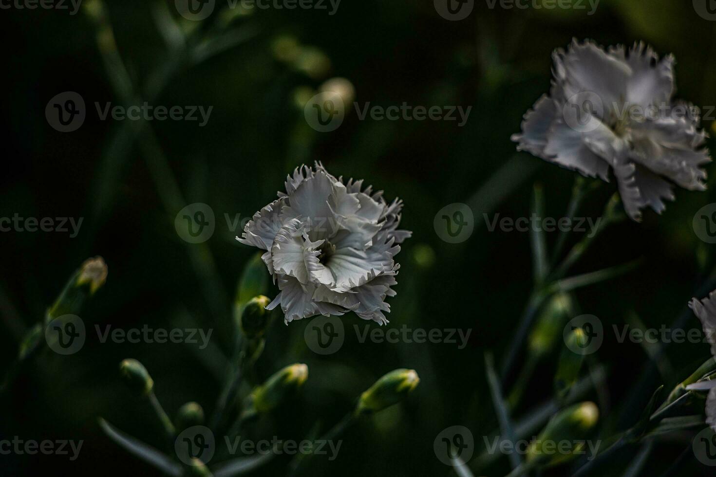 white carnation flowers against a background of green leaves in a warm summer garden photo