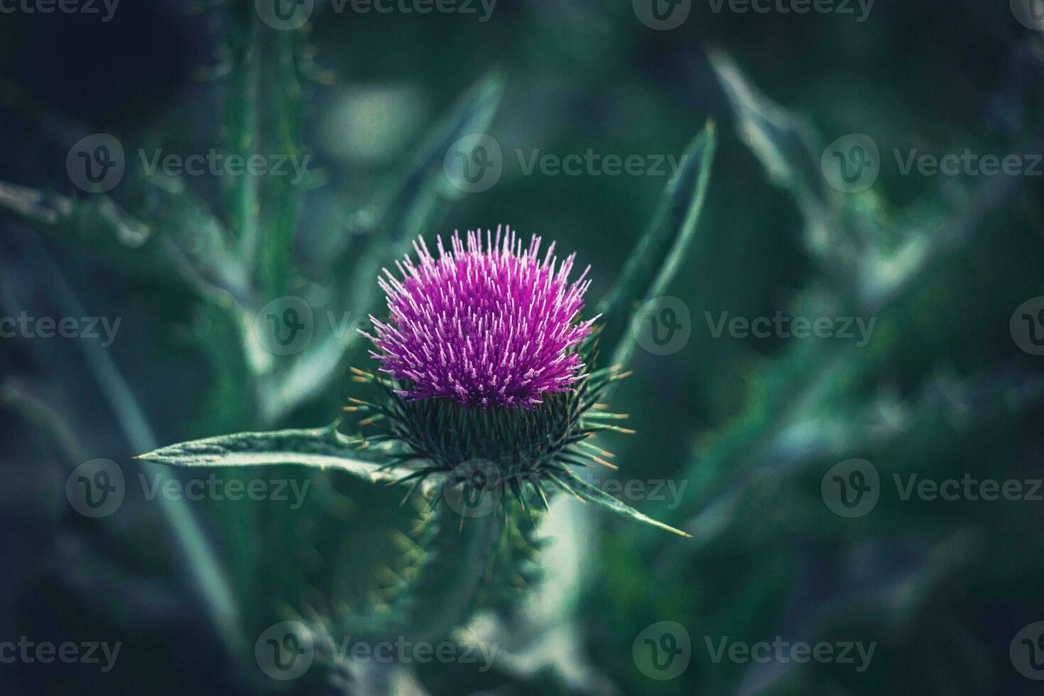 summer purple thistle flower among greenery in a wild meadow, photo