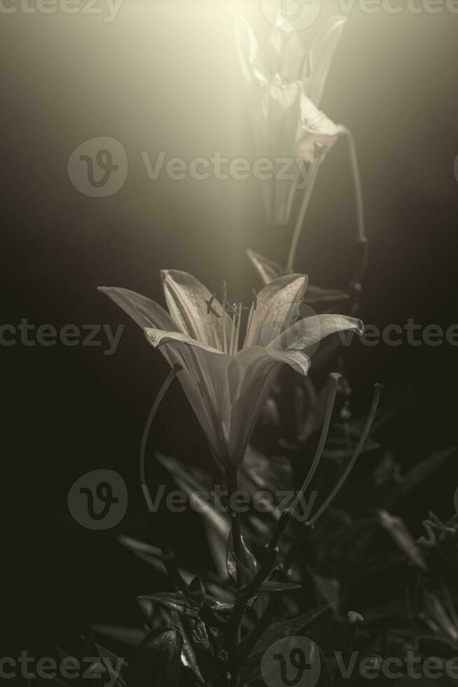 lily flower in the summer garden in the warm afternoon sun photo