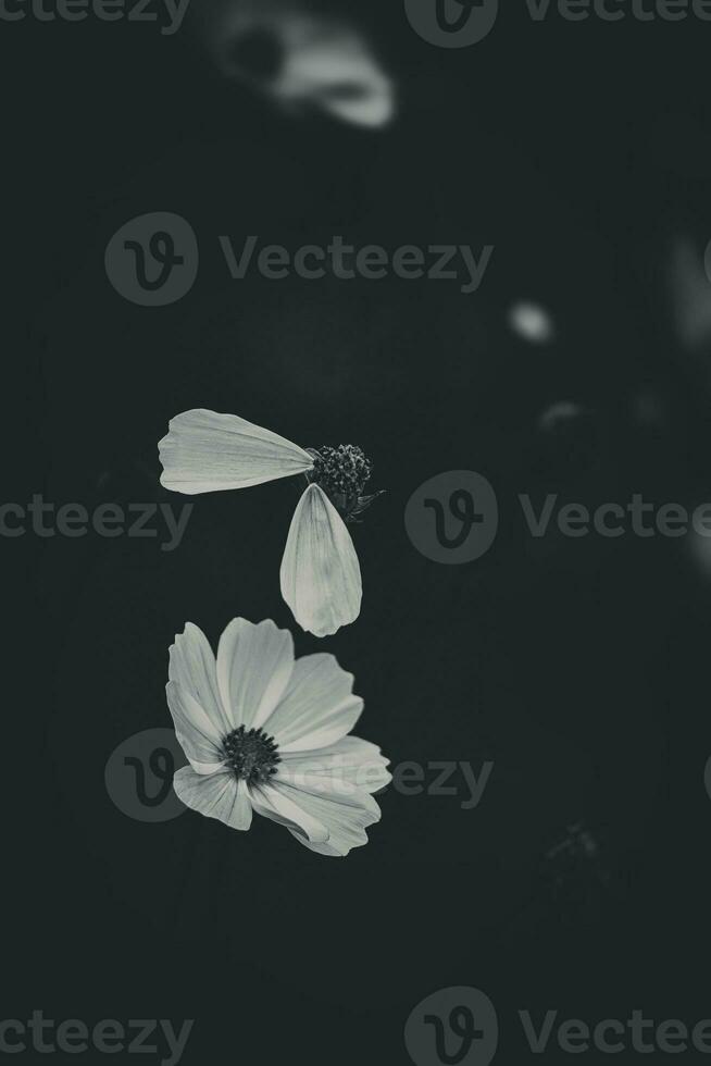 little summer flowers growing in the garden among green foliage background on a warm day photo