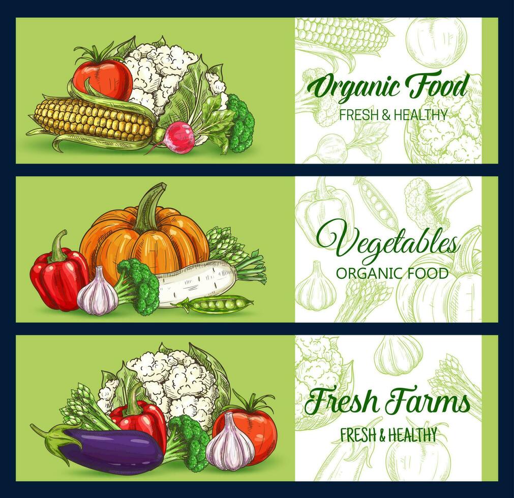 Farm food vegetables, green sketch banners vector