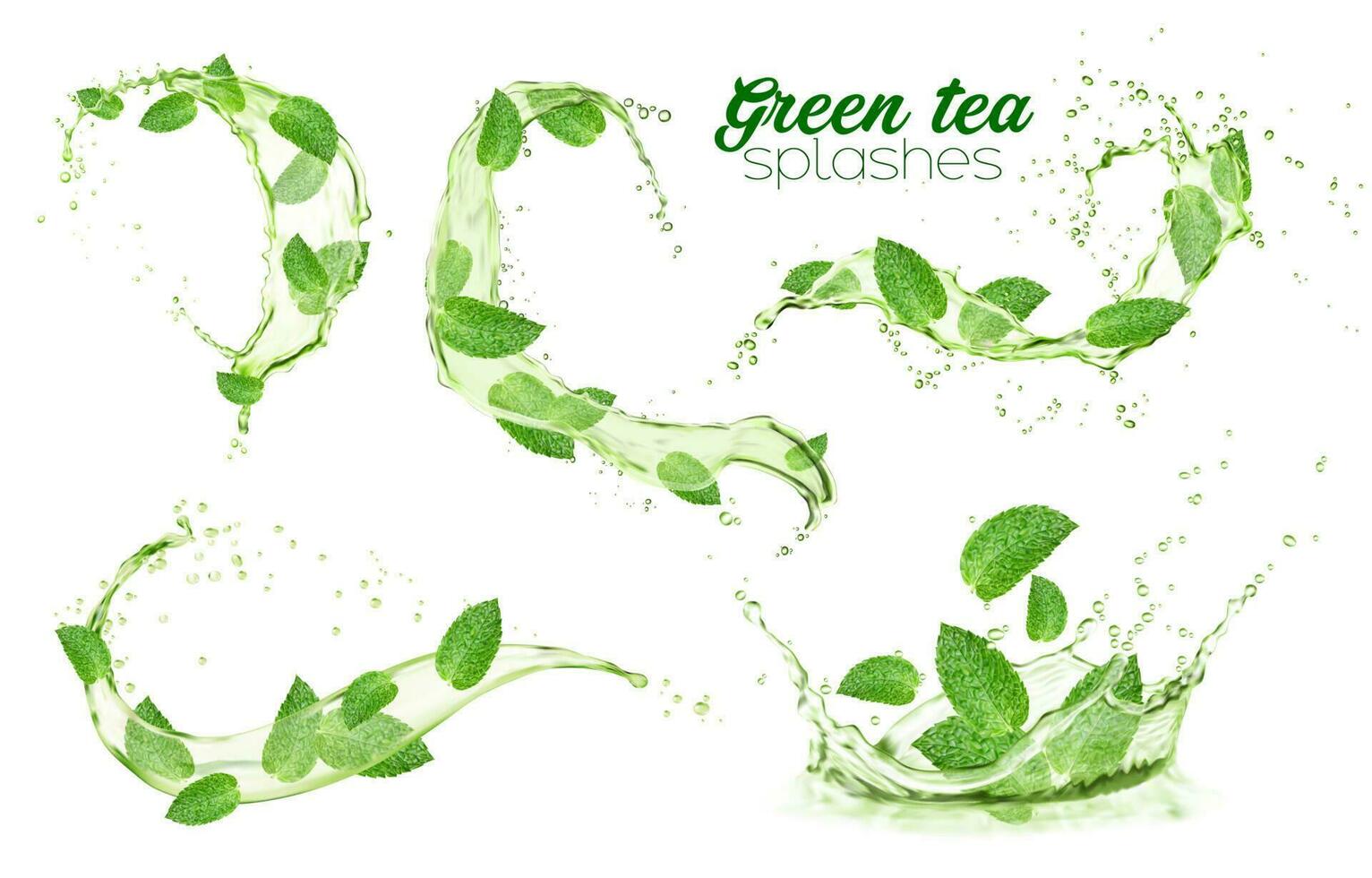 Green mint leaves and water splashes, herbal drink vector