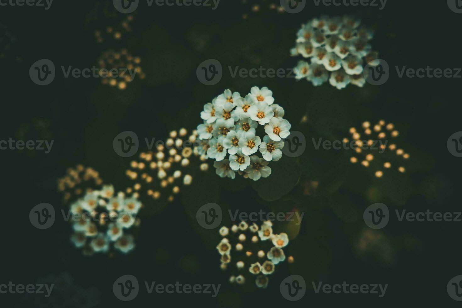 spring bush with white small flowers on a background of dark green leaves photo