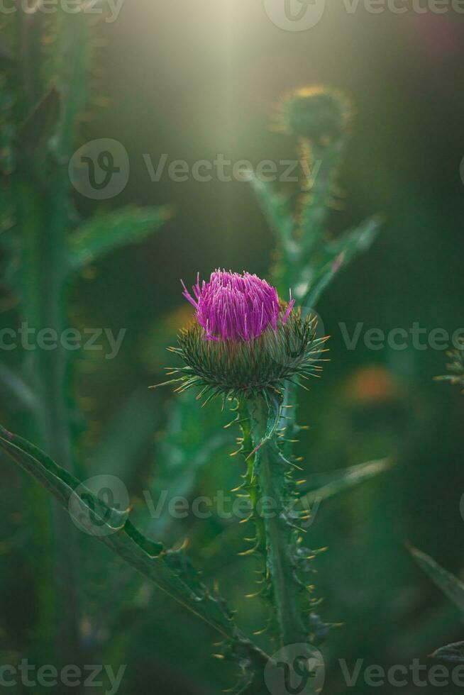 summer purple thistle flower among greenery in a wild meadow, photo