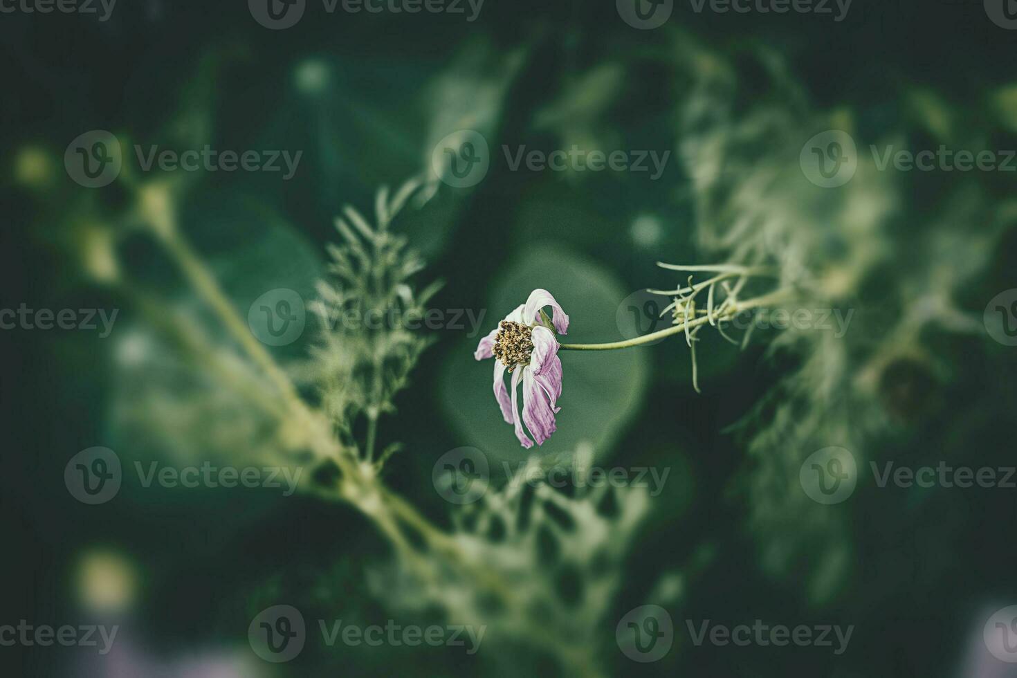 little summer flowers growing in the garden among green foliage background on a warm day photo