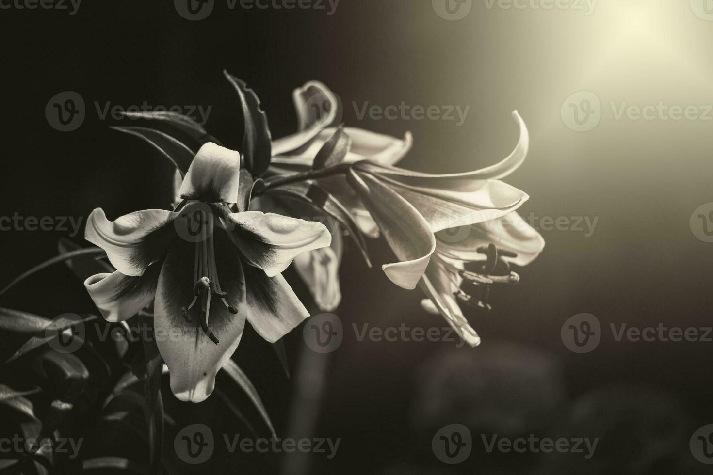 lily flower in the summer garden in the warm afternoon sun photo