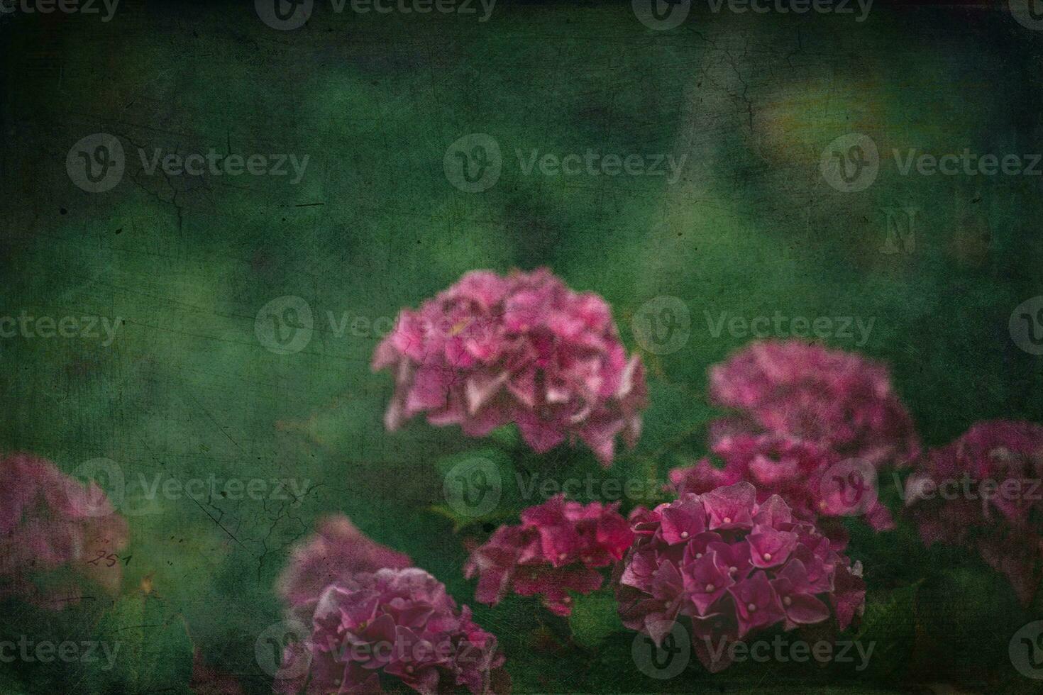 delicate summer hydrangea flowers on a green background in the garden photo