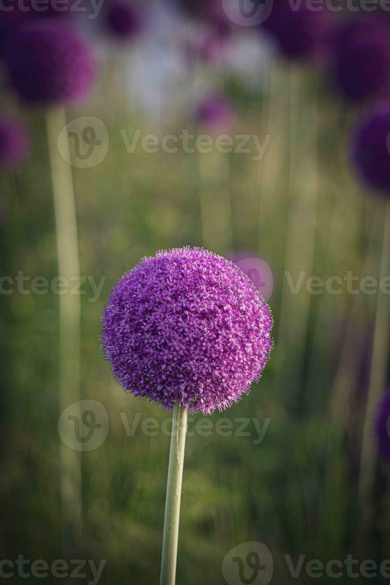large purple flowers blooming ornamental garlic in the early summer