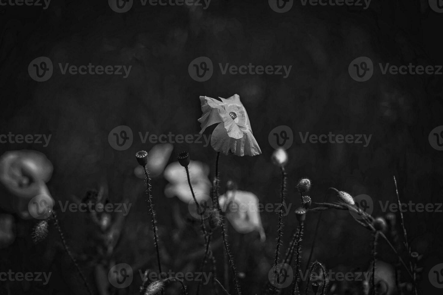 red delicate summer poppy on green meadow background photo