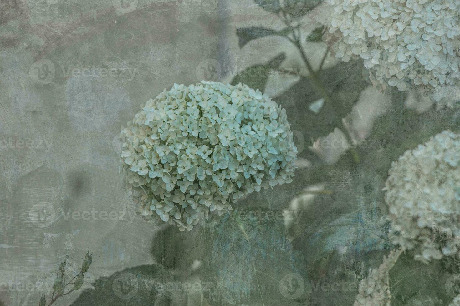 white large hydrangea in a summer garden among green leaves photo