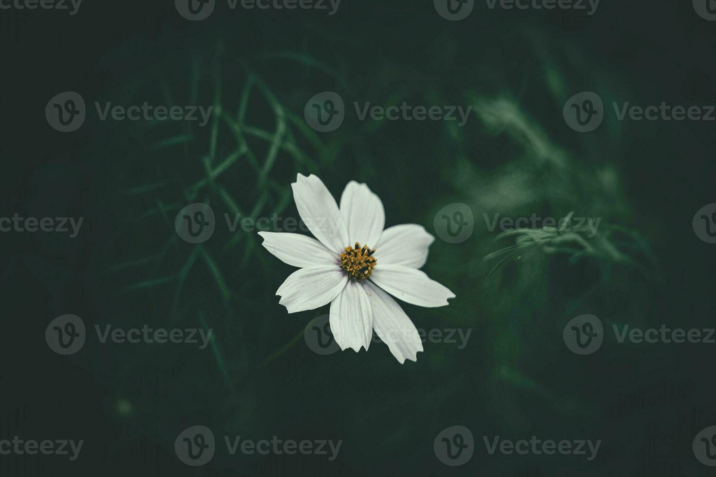 little summer flowers growing in the garden among green foliage background on a warm day photo