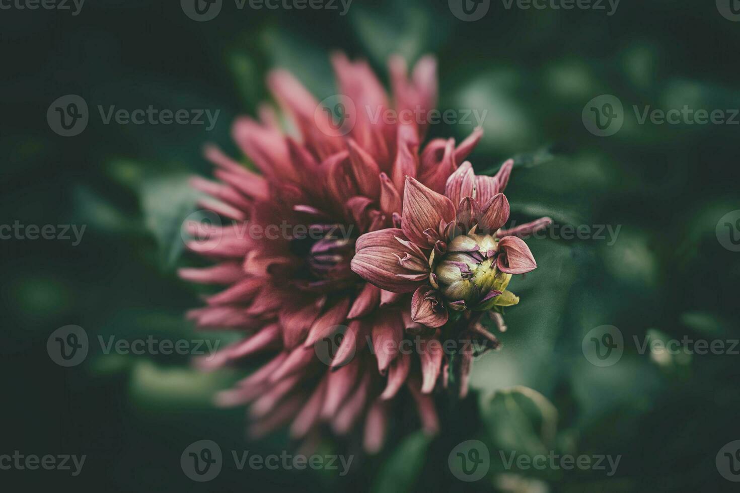 delicate summer pink dahlia flower in the garden among green leaves photo