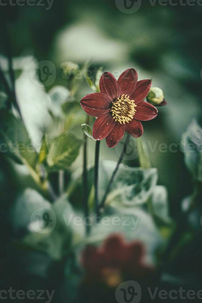 purple flower growing in the summer green garden in close-up photo