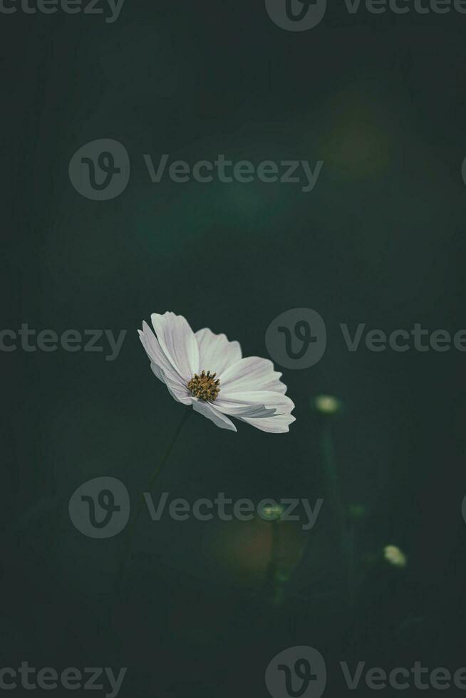 little summer flowers growing in the garden among green foliage background on a warm day photo