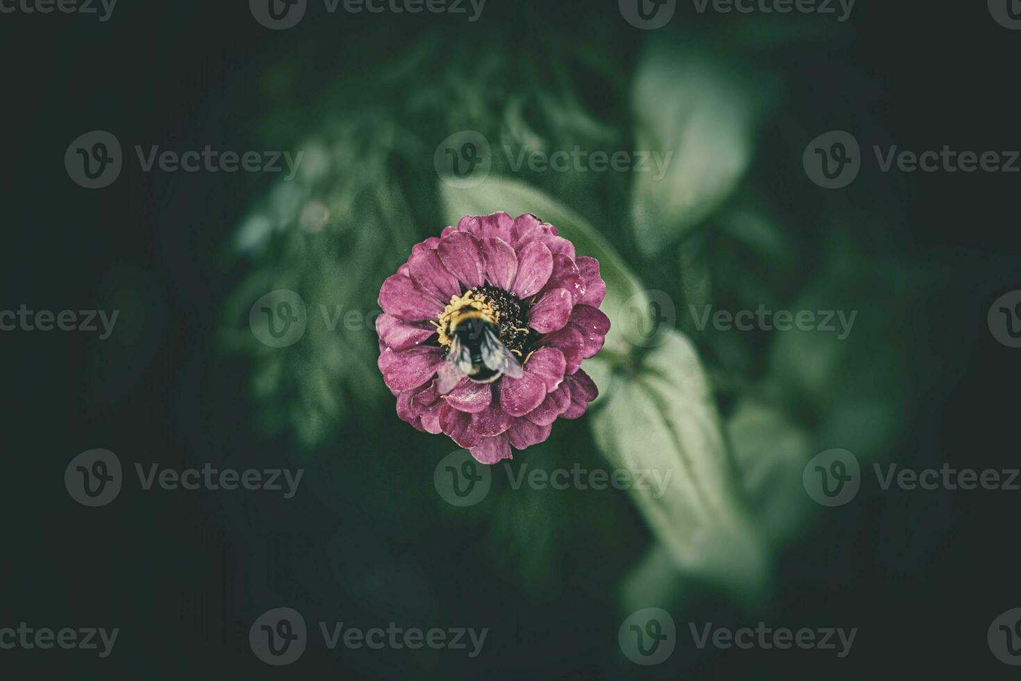 big bumblebee sitting on the summer purple flower in the garden against the backdrop of green leaves photo