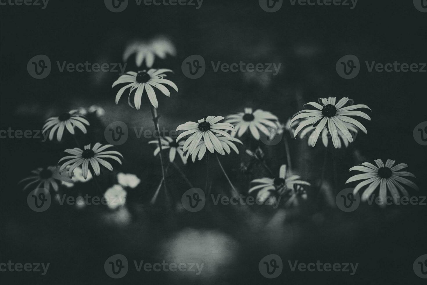 delicate interesting yellow flowers on a green background among the leaves in the garden photo