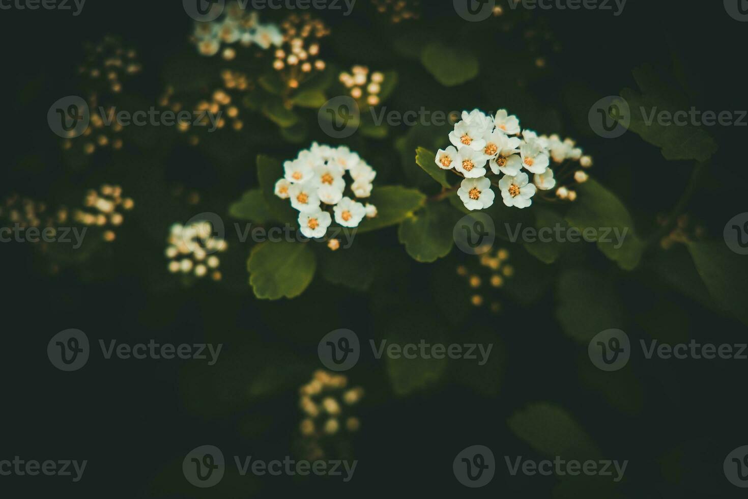 spring bush with white small flowers on a background of dark green leaves photo