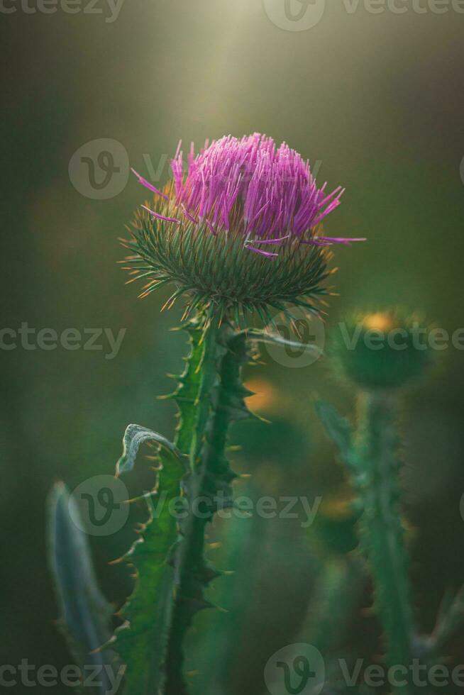 summer purple thistle flower among greenery in a wild meadow, photo