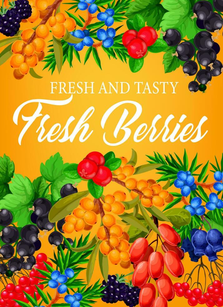 Berries, farm garden raspberry, strawberry fruits vector