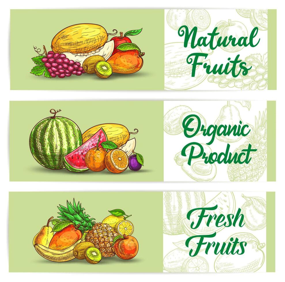 Fresh fruits sketch banners, vector agriculture