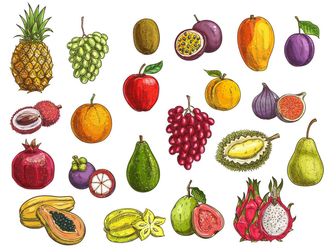 Fruta y baya bocetos, exótico y jardín comida vector