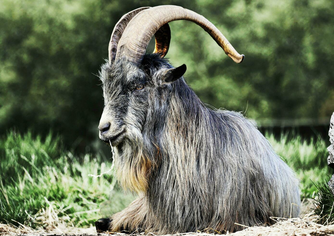 Old Goat Stock Photos, Images and Backgrounds for Free Download