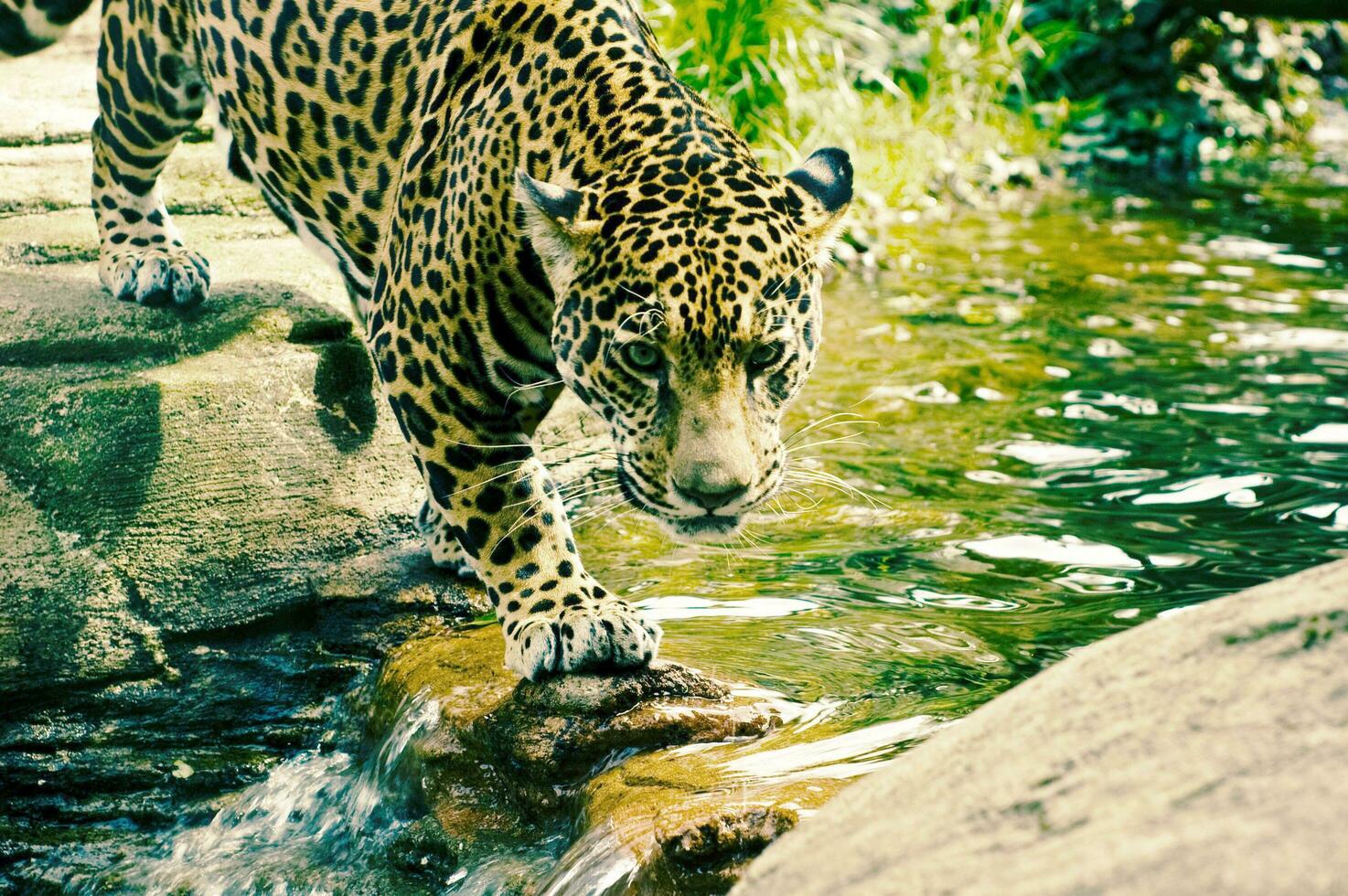 The leopard is walking on the water to catch the prey photo