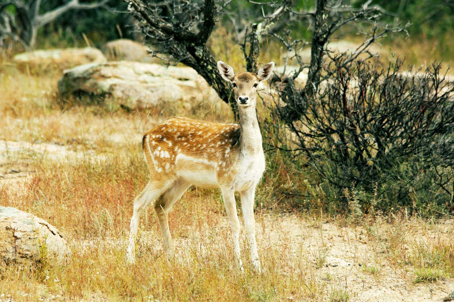 The baby deer stands in the field and looks for its mother 23498531