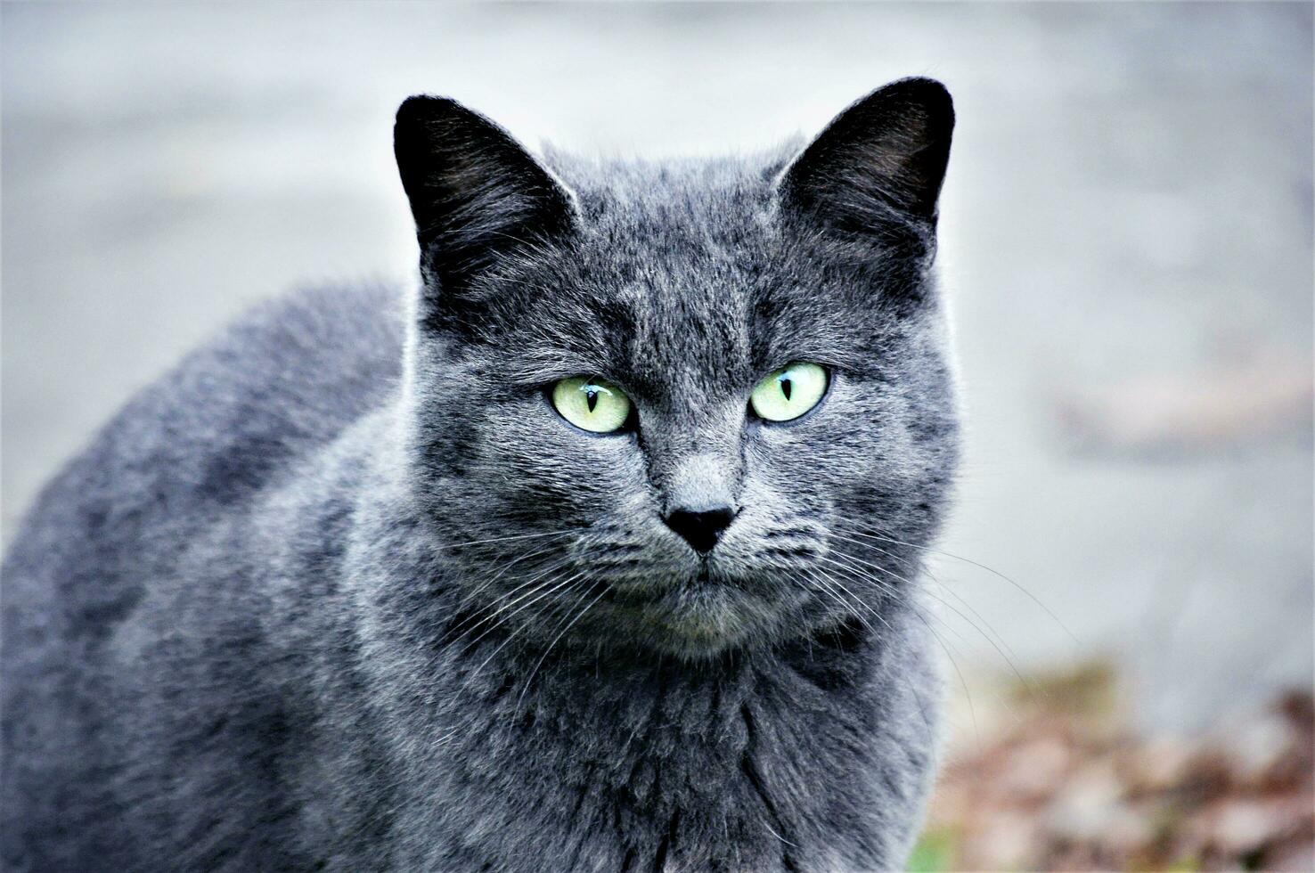 negro gatos Mira muy peligroso pero además muy hermosa foto