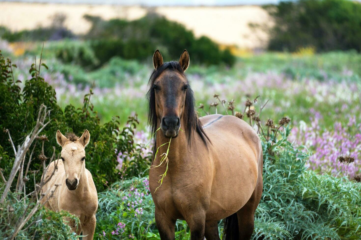 el caballo come césped con su potro en el bosque foto