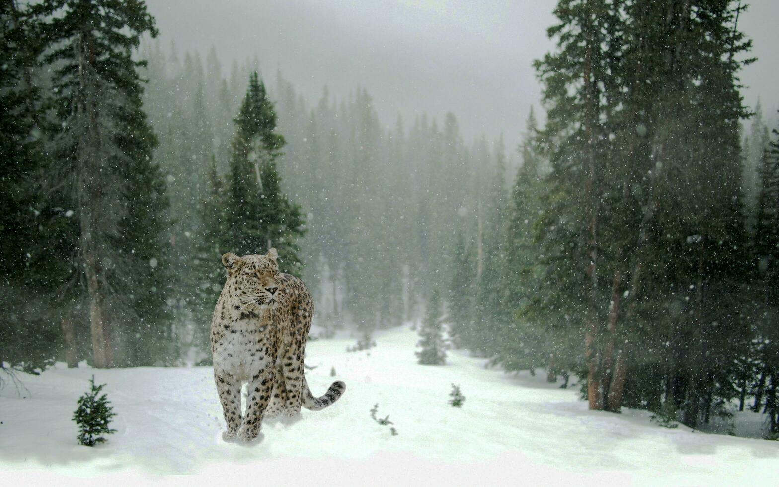 The tigers of the snow forest are very beautiful to look at photo