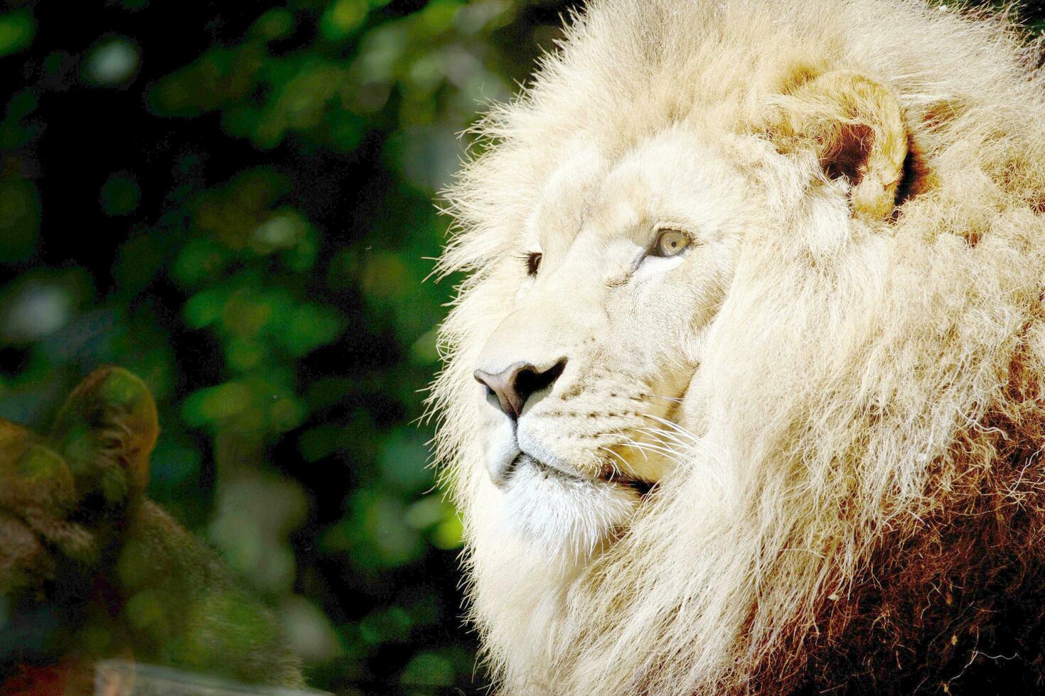 el antiguo león, blanco con edad, estaba ahora sensación contenido foto