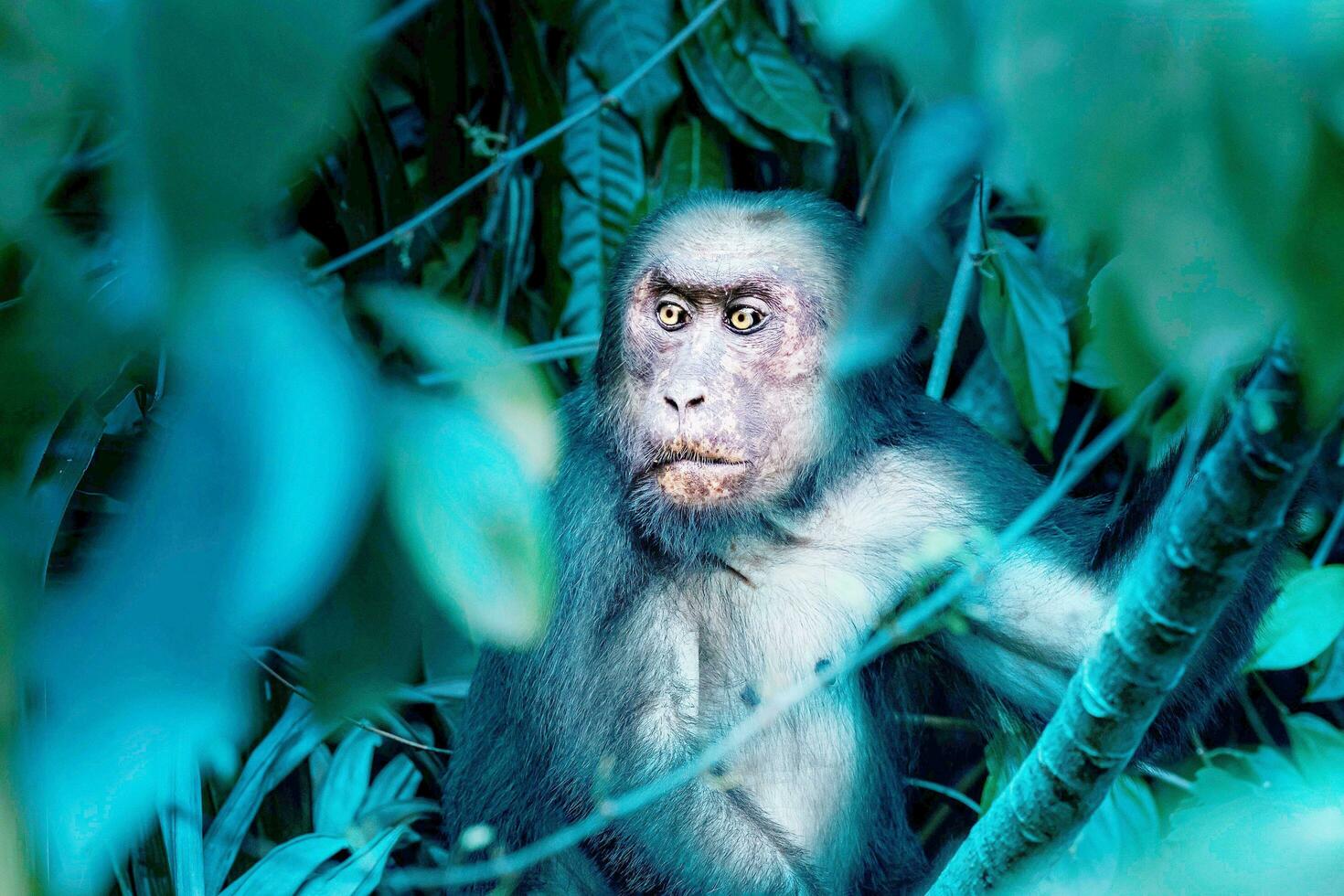el mono se sienta en un árbol rama foto