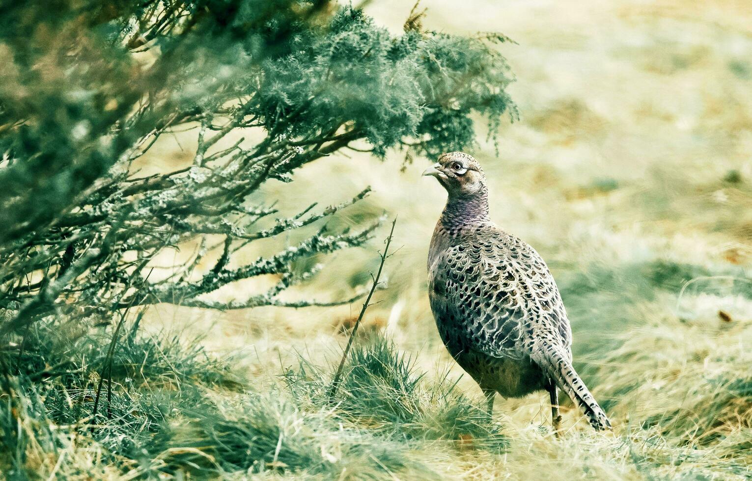 Pheasant Bird Nature Animal Wildlife Ornithology photo